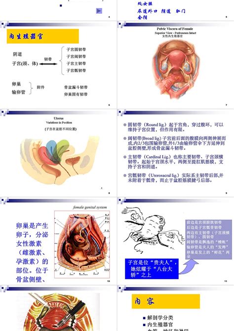 女人的生殖器|女性生殖器官解剖图